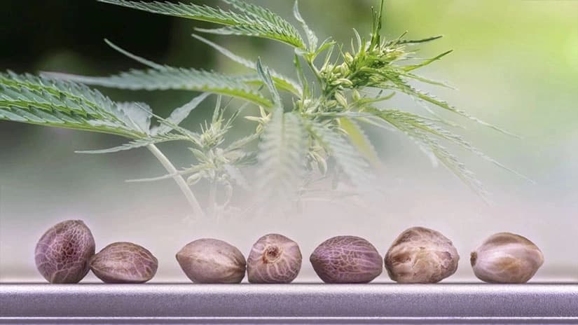 Reguläre Cannabis Samen: Tradition und Zuverlässigkeit bei Gorilla