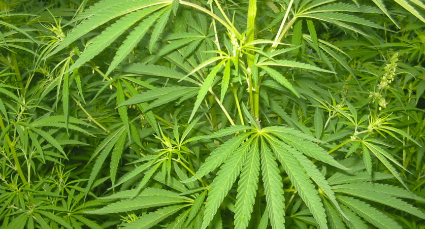 Die Wirkung von Cannabis Samen auf den Blutdruck