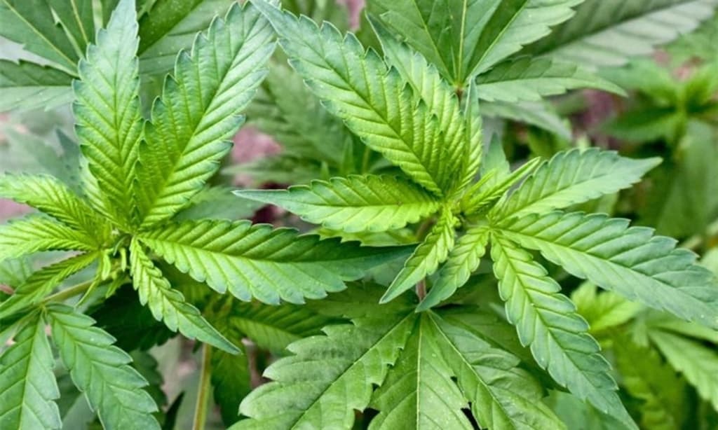 Pflanzenschutz bei kostenlose hanfsamen