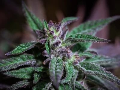Weed für medizinische Zwecke: Auswahl und Expertise von Cannapot