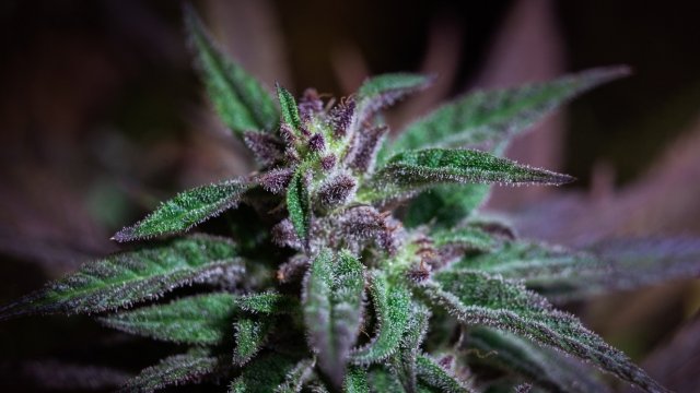 Weed für medizinische Zwecke: Auswahl und Expertise von Cannapot